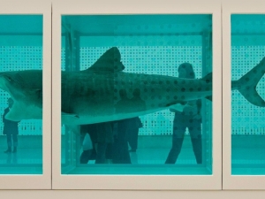 Photo of a shark at an aquarium